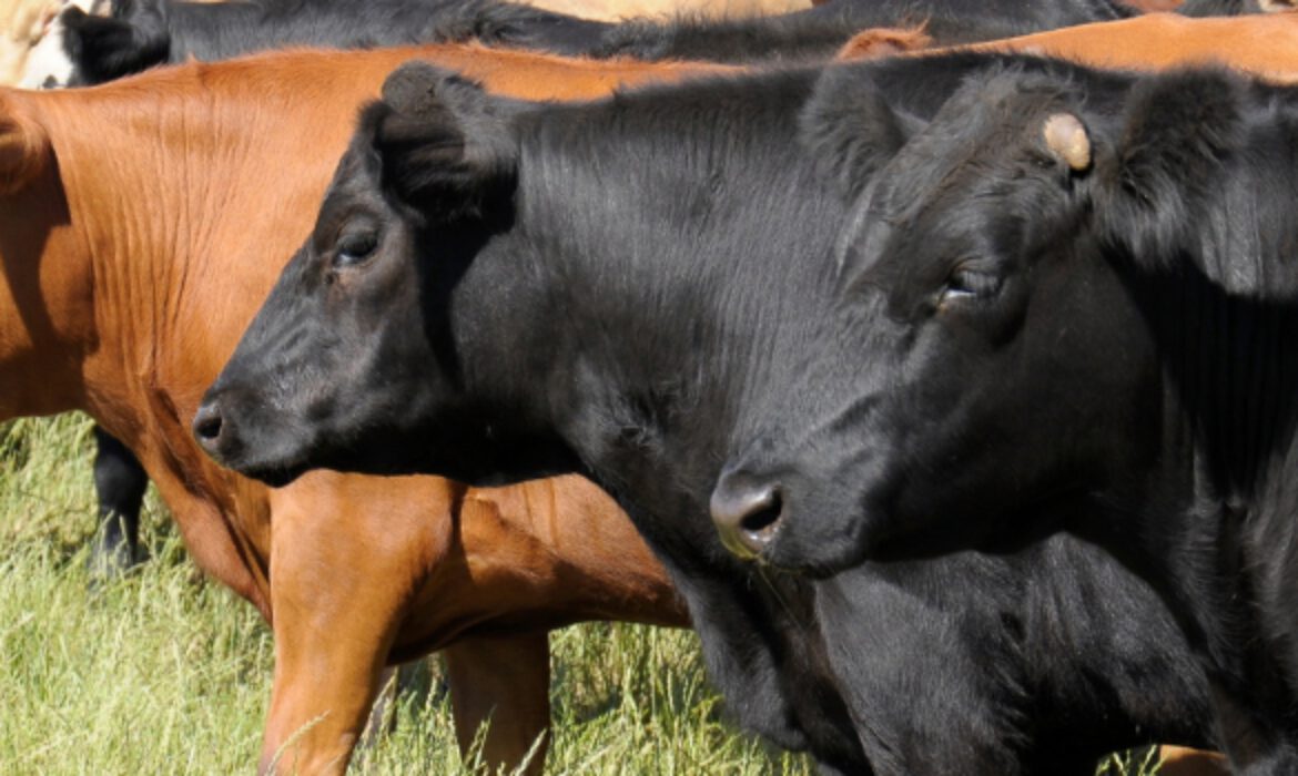 High Protein Cattle Feed