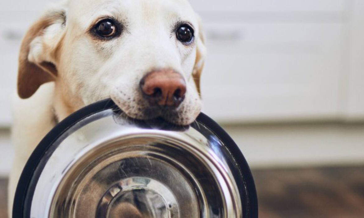 Why Pet Food Inflation Persists