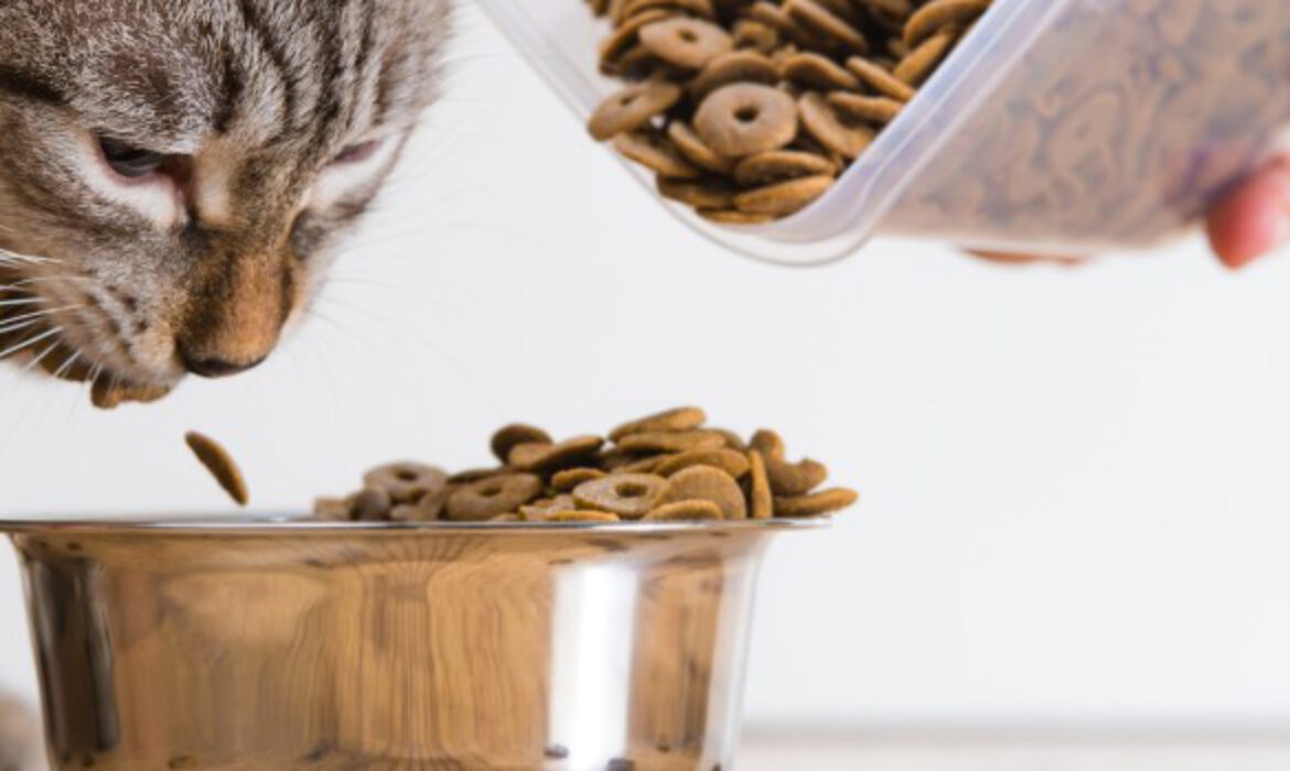 What Is Raw Cat Food Made Of