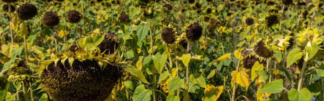 Sunflower Protein Raw Materials