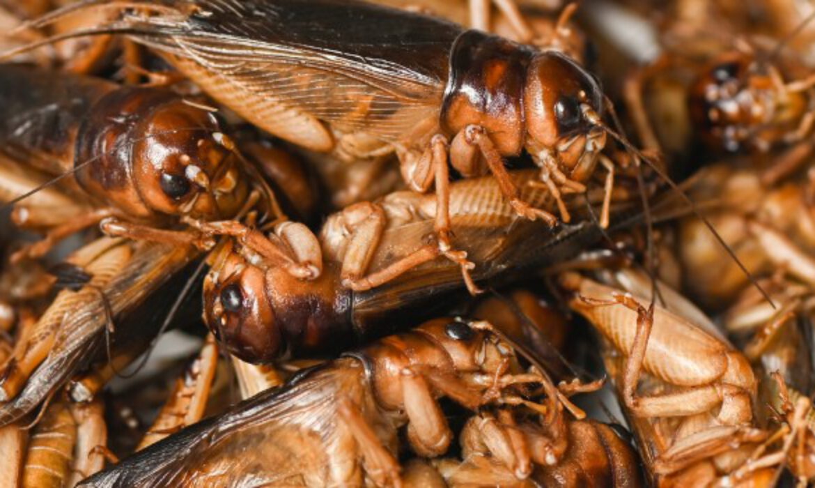 Insect Meal Raw Materials