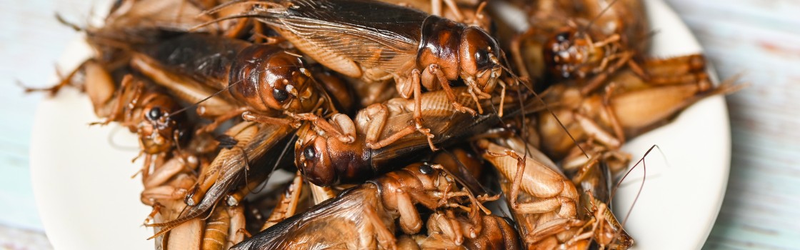 Insect Meal Raw Materials