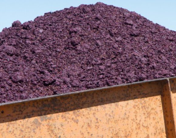 Tomato Pomace Raw Material