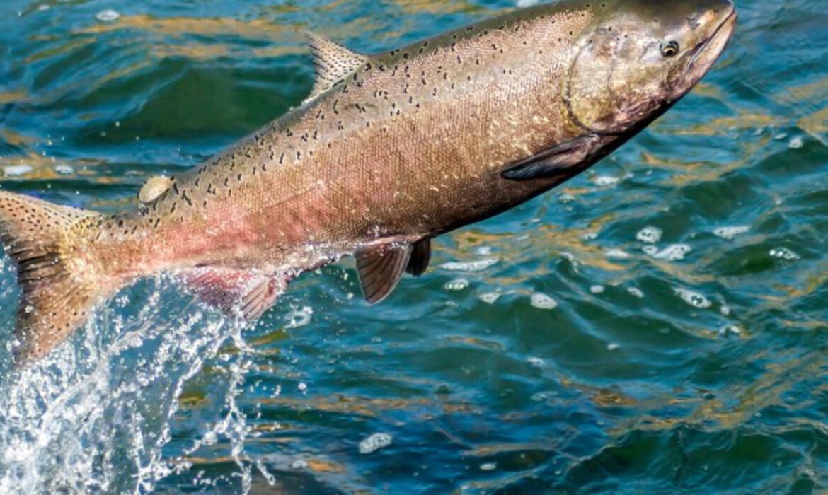 Salmon Meal Raw Material