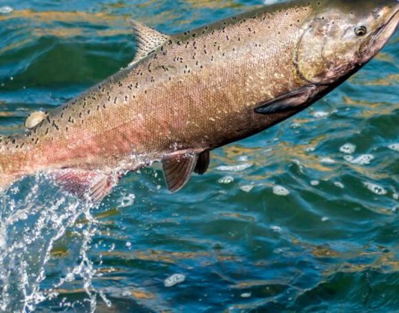 Salmon Meal Raw Material