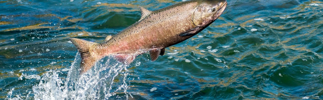 Salmon Meal Raw Material